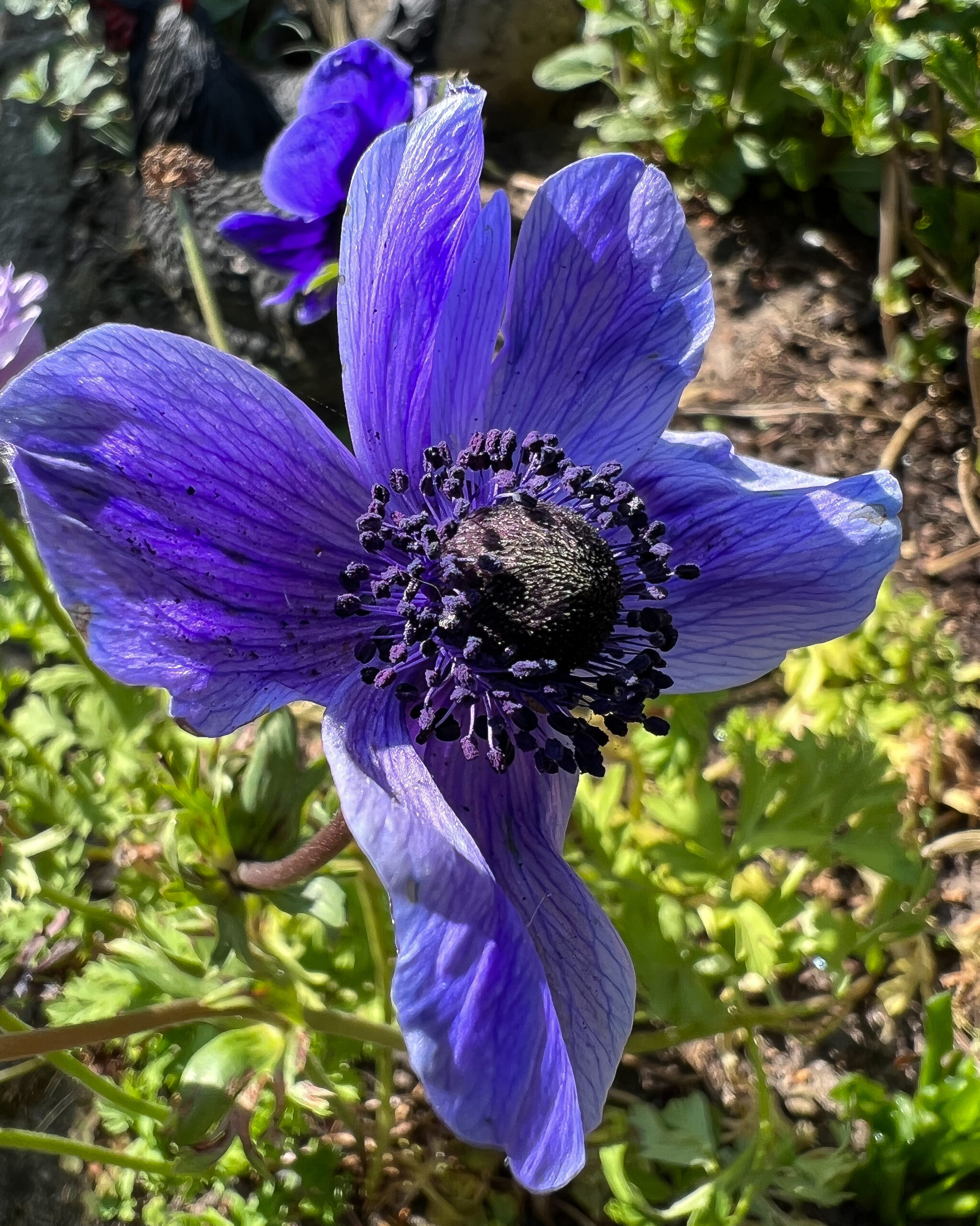 Bloemen Van Heel Dichtbij 21