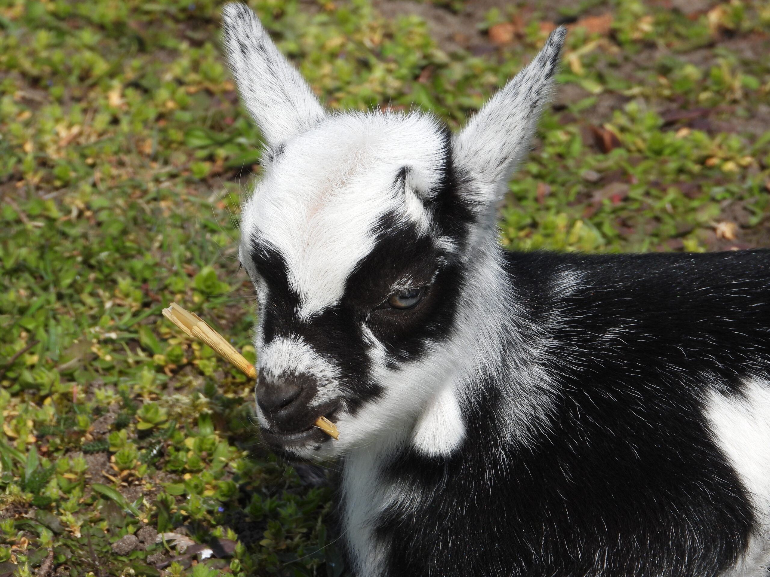 Jonge Geiten (Kinderboerderij) 05