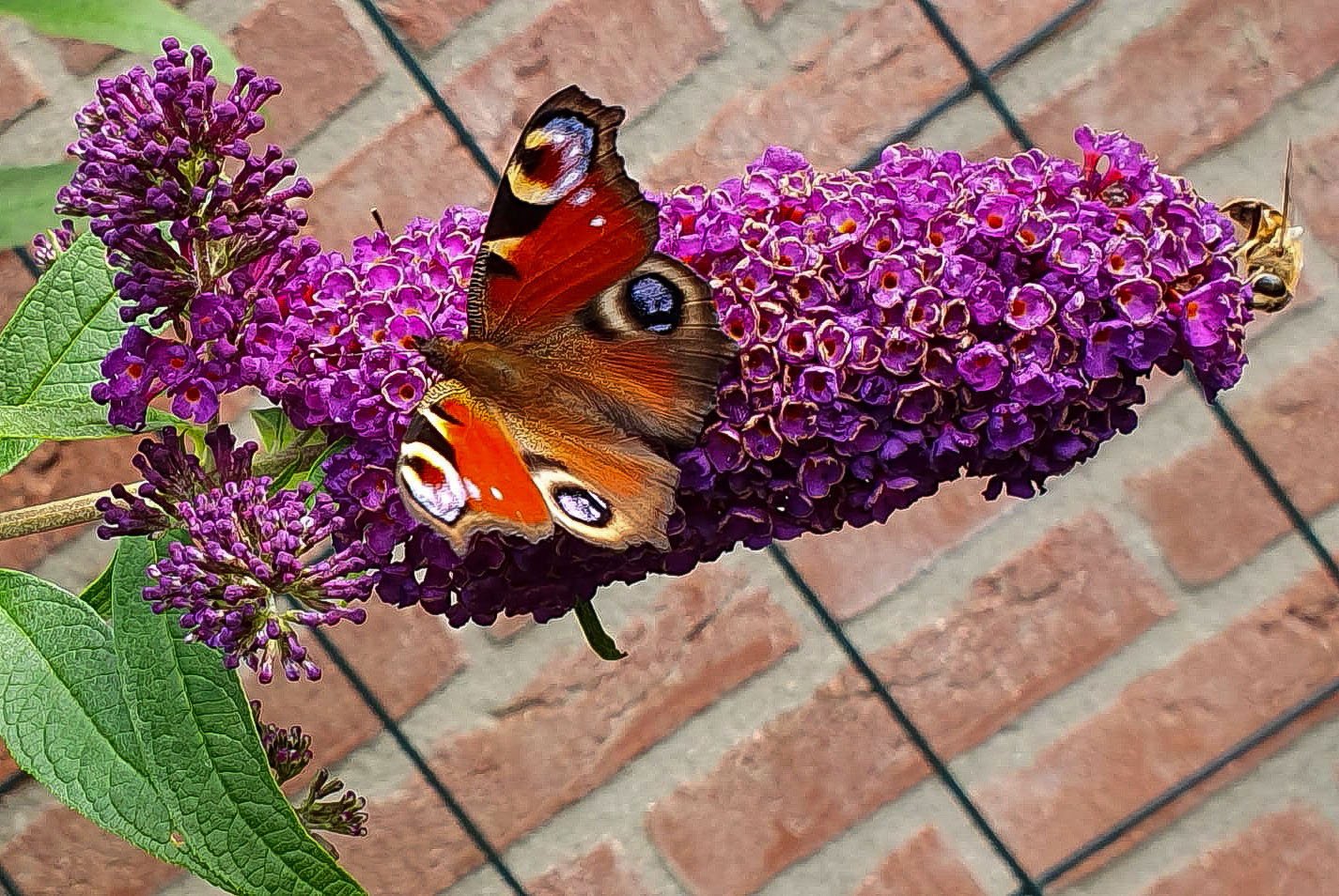 Vlinders In De Tuin 05